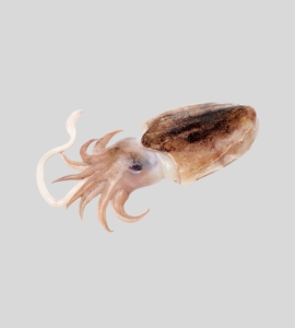 Cuttlefish