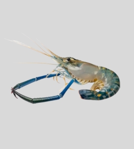 Fresh Water Scampi